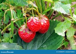 Attēlu rezultāti vaicājumam “Fragaria viridis fruit”