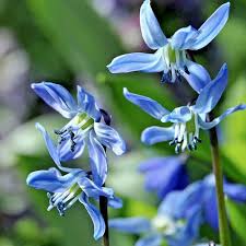 Attēlu rezultāti vaicājumam “Scilla siberica flower”