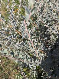 Attēlu rezultāti vaicājumam “Salix repens subsp. rosmarinifolia”