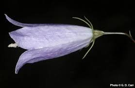 Attēlu rezultāti vaicājumam “Campanula rotundifolia leaf”