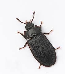 Attēlu rezultāti vaicājumam “Grynocharis oblonga”