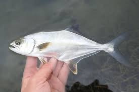 Image result for Lichia amia