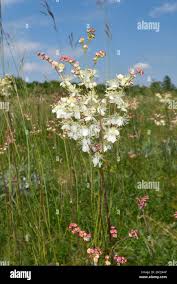 Attēlu rezultāti vaicājumam “Filipendula vulgaris flower”
