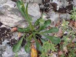 Attēlu rezultāti vaicājumam “Silene otites”