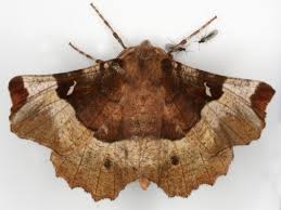 Attēlu rezultāti vaicājumam “Selenia tetralunaria”