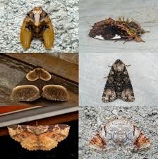 Attēlu rezultāti vaicājumam “Gelechia scotinella”