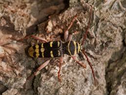 Attēlu rezultāti vaicājumam “Plagionotus detritus imago”