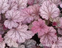 Image result for Heuchera Metallica