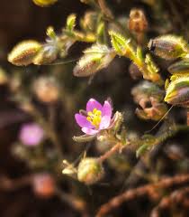 Attēlu rezultāti vaicājumam “Spergularia marina flower”