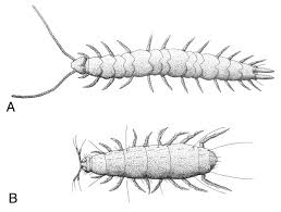 Attēlu rezultāti vaicājumam “Myriapoda”