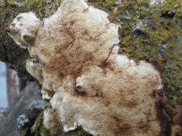 Attēlu rezultāti vaicājumam “Corticium roseum”