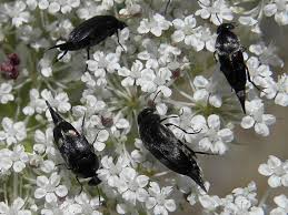 Attēlu rezultāti vaicājumam “Mordella sp.”