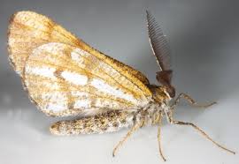 Attēlu rezultāti vaicājumam “Bupalus piniaria male”