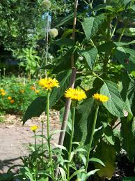 Attēlu rezultāti vaicājumam “Calendula officinalis leaf”