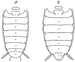 Attēlu rezultāti vaicājumam “Capsus ater imago”