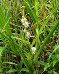 Attēlu rezultāti vaicājumam “Sparganiaceae”