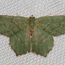 Attēlu rezultāti vaicājumam “Hemithea aestivaria”