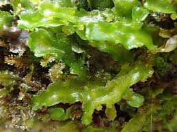 Attēlu rezultāti vaicājumam “Aneura pinguis”