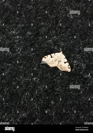 Attēlu rezultāti vaicājumam “Macaria wauaria”