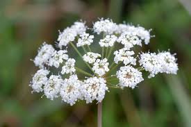 Attēlu rezultāti vaicājumam “Peucedanum oreoselinum flower”