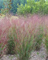 Attēlu rezultāti vaicājumam “Jamesoniella autumnalis sporophyte”
