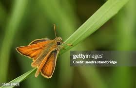 Attēlu rezultāti vaicājumam “Thymelicus sylvestris”