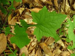 Attēlu rezultāti vaicājumam “Mycelis muralis leaf”