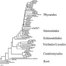 Attēlu rezultāti vaicājumam “Didymium serpula young”