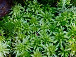 Attēlu rezultāti vaicājumam “Sphagnum tenellum”