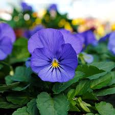 Image result for Viola cornuta