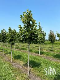 Attēlu rezultāti vaicājumam “Tilia americana”