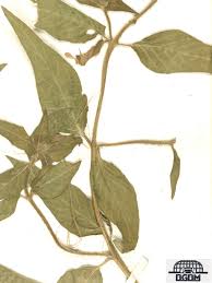 Attēlu rezultāti vaicājumam “Lythraceae”