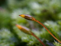 Attēlu rezultāti vaicājumam “Isothecium alopecuroides sporophyte”