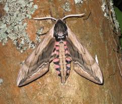 Attēlu rezultāti vaicājumam “Sphinx ligustri”