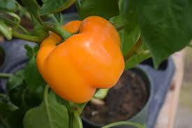 Afbeeldingsresultaat voor orange sun sweet pepper