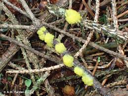 Attēlu rezultāti vaicājumam “Stemonitis flavogenita”