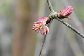 Attēlu rezultāti vaicājumam “Cercidiphyllum japonicum”