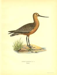 Attēlu rezultāti vaicājumam “Limosa lapponica adult”