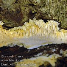 Attēlu rezultāti vaicājumam “Dentipellis fragilis”