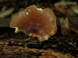 Attēlu rezultāti vaicājumam “Polyporus melanopus”