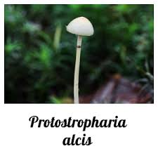 Attēlu rezultāti vaicājumam “Protostropharia alcis”