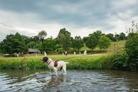 Image result for Abinger Sports Club