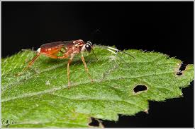 Attēlu rezultāti vaicājumam “Ichneumonidae”