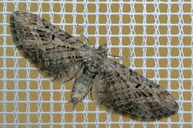 Attēlu rezultāti vaicājumam “Eupithecia exiguata”