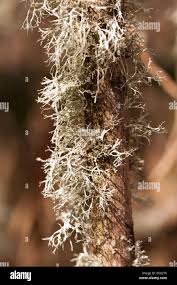 Attēlu rezultāti vaicājumam “Ramalina calicaris”