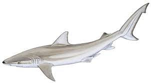 Image result for Carcharhinus