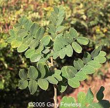 Attēlu rezultāti vaicājumam “Caragana arborescens leaf”