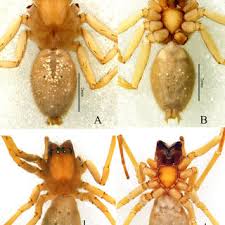 Attēlu rezultāti vaicājumam “Cheiracanthium sp.”