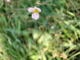 Attēlu rezultāti vaicājumam “Alisma lanceolatum”