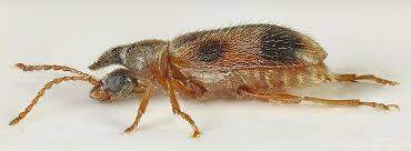 Attēlu rezultāti vaicājumam “Anthicidae”